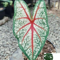 Tanaman hias caladium white queen - keladi white queen - keladi