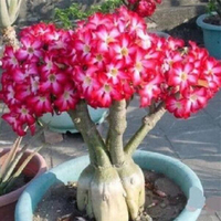 #Flower Seed#Desert Rose Adenium obesum Easy to Plant Live Indoor Balcony Courtyard Potted Plant
