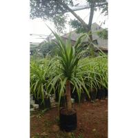 Pandan Bali Asli 60 cm | Tanaman Hias Pandan Bali untuk Rumah & Taman
