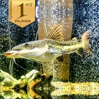 Leopard Catfish Ikan Hias Predator Hiasan Aquarium Tanaman Aquascape -