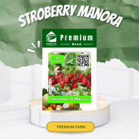 Benih  STROBERI  MANORA PREMIUM SEEDS Buah manis Cocok Dataran Rendah