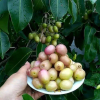 Benih/bibit buah juwet putih (jamblang) okulasi stek