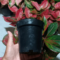 pot bunga aglonema(paket live 150)