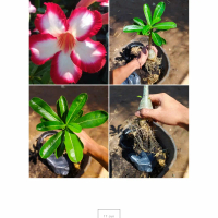 tanaman hias adenium bunga tumpuk - Kamboja Jepang - adenium