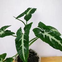 Syngonium Wendlandii | Tanaman Hias