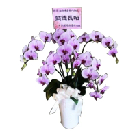 【葳莉】客製化 喪禮告別式 致喪 追思哀悼蘭花(K002/一盆)