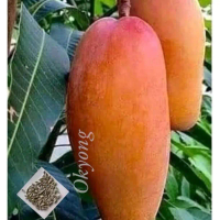 bibit mangga okyong okulasi cepat berbuah