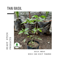bibit tanaman thai basil