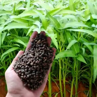 500 biji benih kangkung unggulan bibit kangkung