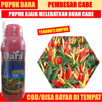 PROMO 500 ML Booster Cabe Terbaik Dara – Pupuk Cair Pelebat Cabe Mempercepat Pertumbuhan Bunga dan P