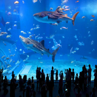 【喜鴻假期】【高雄出發．玩樂沖繩無購物４日】美麗海水族館、玉泉洞、古宇利島、波上宮、贈半潛艇