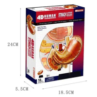 4d Human Stomach Anatomy Model Skeleton Medical Teaching Aid Puzzle Assembling Toy Laboratory Education Equipment