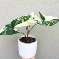 Tanaman hias Syngonium Variegata - Pohon syngonium variegata