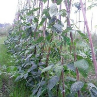 【竹竿】竹篱笆 瓜菜架 支架 爬藤植物用 最低訂購量 8支-5101002