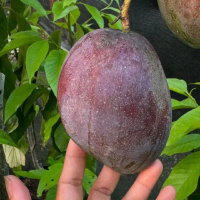 Artificial buah Mangga ungu jenis Irwin