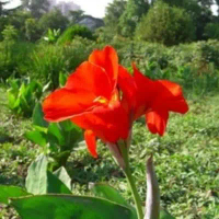 tanaman bunga kana