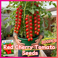 100% Legit 300pcs High Yield Red Sweet Cherry Tomato Seeds for Planting Fruit Plants F1 Dwarf Cherry