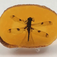 Dragonfly Insect in Replica Amber Pendant Taxidermy Fossil Bug In Resin + Stand
