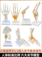 人體膝關節模型肘關節肩關節手關節腳關節髖關節模型1:1骨骼模型