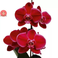 Anggrek Dendrobium Dewasa Bunga Marun Siap Berbunga Dendro