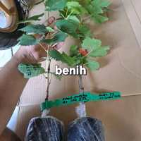 BENIH ANGGUR IMPORT RS IMPORT ( IAC,SO4,1613C )