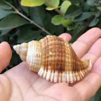 Snail Natural Fish Tank Aquascape Conch Shell Hermit Crab Replacement Shell