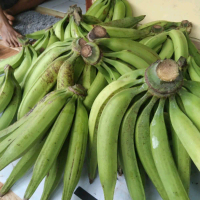 Pisang Tanduk Jumbo Premium 1 kg isi 3 buah.
