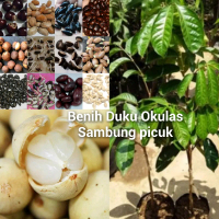 Bibit tanaman segar buah duku mudah perawatan model okulasi pupuk organik