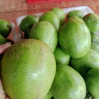 buah kedondong bangkok enak buat untuk rujakan Kecombrang