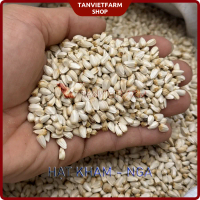 (1 Kg) Hạt Kham | Hạt Rum nhập khẩu Bulgari | Hạt mới cho vẹt, hamster, bọ câu, chiến kê, sóc