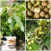 Benih/Bibit Matoa Super Unggul
