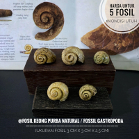 Fosil Keong Purba Natural atau Fosil Kerang Temuan atau Fossil Gastropoda atau Fosil Kol Buntet Alam