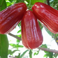 BIBIT POHON JAMBU AIR DELI MADU MERAH cepat berbuah