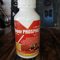 PUPUK SUPER PHOSPAT GOLD