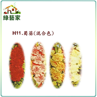 【綠藝家】H11.蜀葵(混合色，高150cm)種子40顆