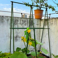 包塑鋼管園藝支架荳角黃瓜爬藤支撐桿 花園 庭院植物番茄固定爬藤架