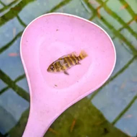 paket 5e hiasan/dekorasi aquarium ikan hias ninety nine(99) aquascape