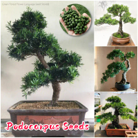 [100% Original Seed] Rare Podocarpus Seeds for Planting (15-20 Seeds) Bonsai Tree Live Plant Flower 