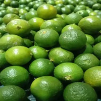 1KG JERUK SONKIT KASTURI / JERUK KUNCI / LEMON CUI 1kg sonkit Random