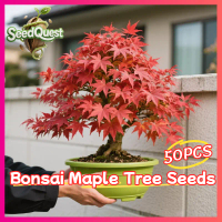 50pcs/pack Fresh American Red Maple Tree Seeds for Planting/Gardening Legit Japanese Maple Tree Seed