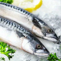 【一手鮮貨】無鹽整尾挪威鯖魚(整箱10kg/單尾600g-650g/鯖魚)