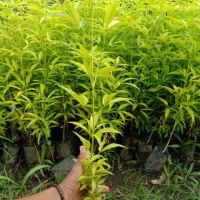 BIBIT Cendana NTT Asli | Bibit Pohon Cendana NTT Unggul