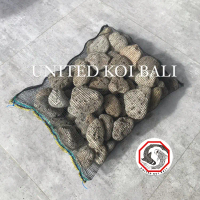 BATU APUNG 3kg MEDIA FILTER KOLAM IKAN KOI KOKI UNITEDKOI BALI