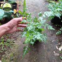 tanaman pakis salju embun - Pakis Salju