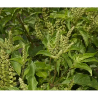 clove basil @ African basil @ green thulasi. biji benih