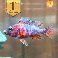 Cichlid OB Peacock (M) Pesta Warna Ikan Hias Aquascape Hiasan Aquarium Tanaman Air -