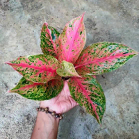 Bunga cantik aglonema striptis Tanaman