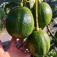 Bibit Alpukat Markus Super Jumbo