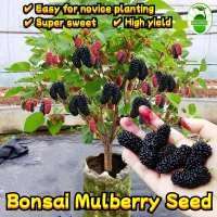 พร้อมส่ง มัลเบอร์รี่ เมล็ดพันธุ์ Original Rare Mulberry Seeds (200PCS/BAG) Bonsai Fruit Tree Seeds P
