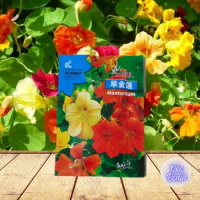 50 BUTIR BENIH BUNGA NASTURTIUM IMPORT